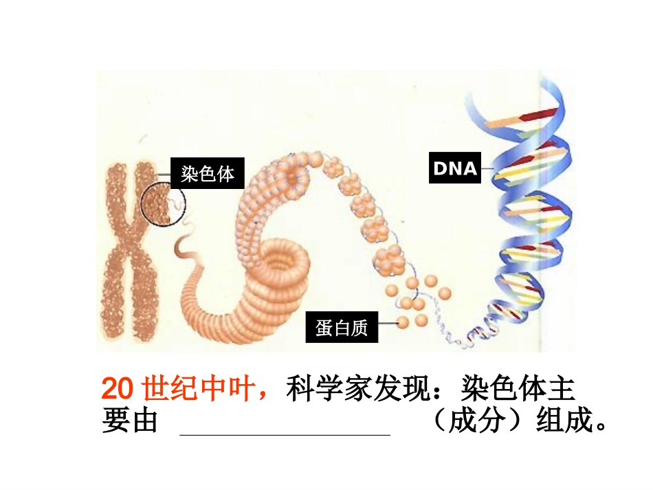 人教版高中生物课件：DNA是主要的遗传物质_第3页