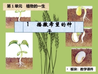 1播撒希望的种子