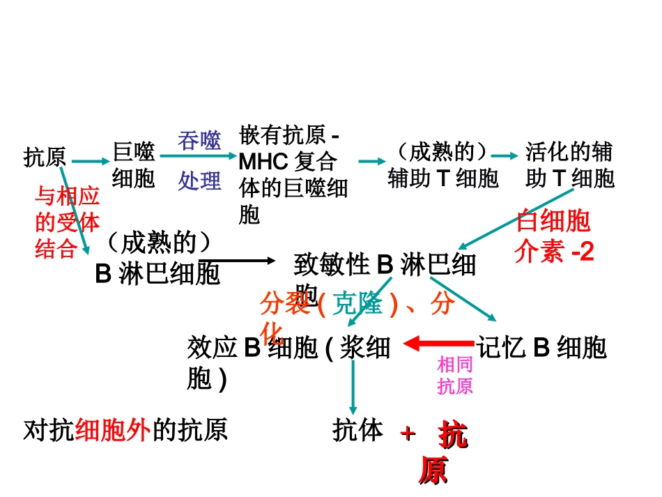 浙江省建德市新安江高级中学生物必修三《24-免疫调节》课件_第3页