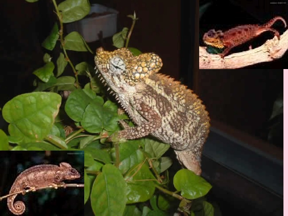 2012年秋学期九年级语文上册-变色龙课件-鲁教版_第1页