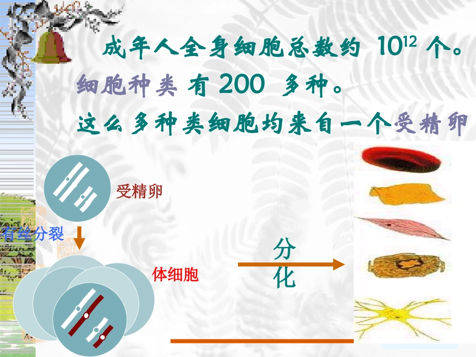 高中生物：细胞的分化癌变衰老课件-浙教版必修1_第3页