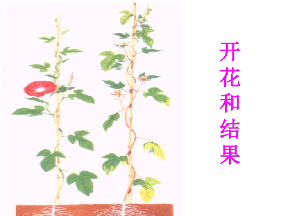 第三节开花和结果_第1页