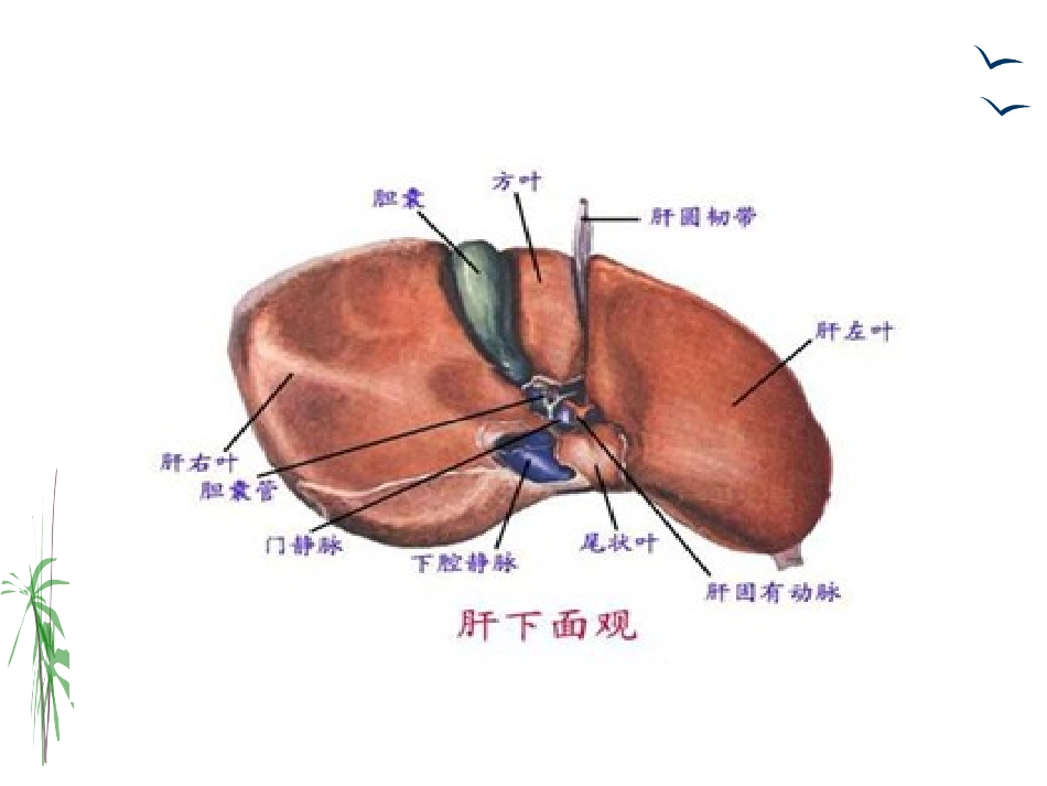 18章-门静脉高压症病人的护理_第3页
