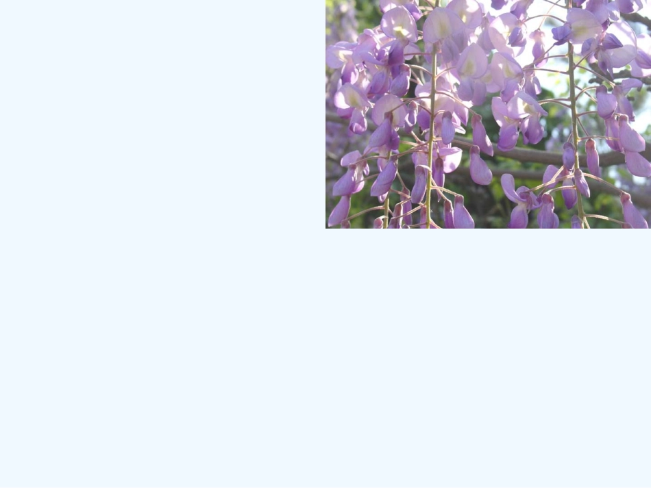 (部编)初中语文人教2011课标版七年级下册《紫藤萝瀑布》--范胜玉_第3页