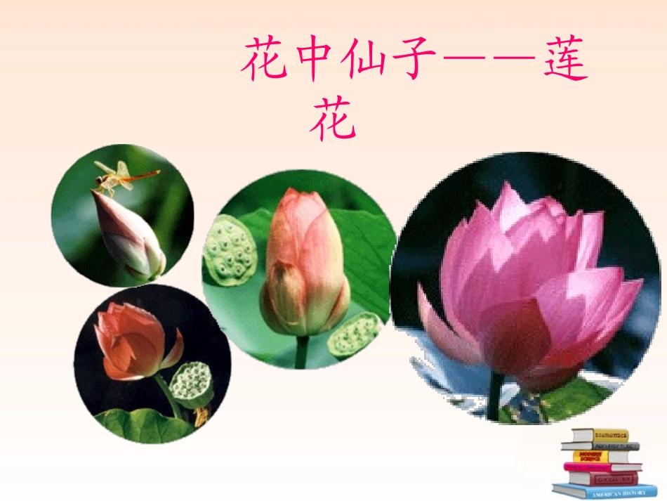 七年级语文上册-第五单元综合性学习《莲文化的魅力》课件-鲁教版_第2页