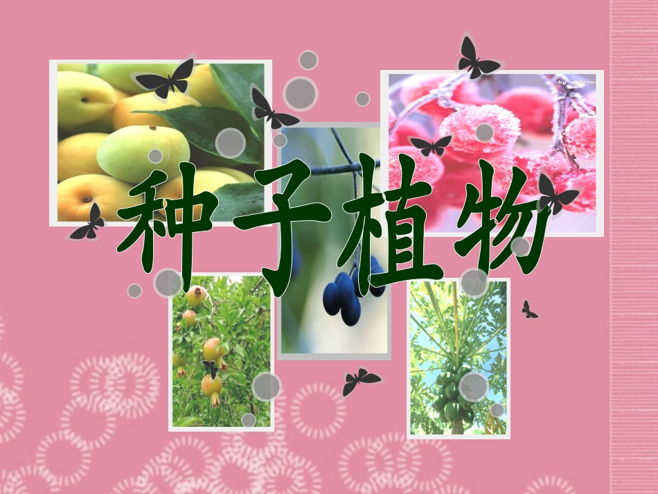 天津第二十中学七年级生物上册《种子植物去掉传播》课件-新人教版_第1页