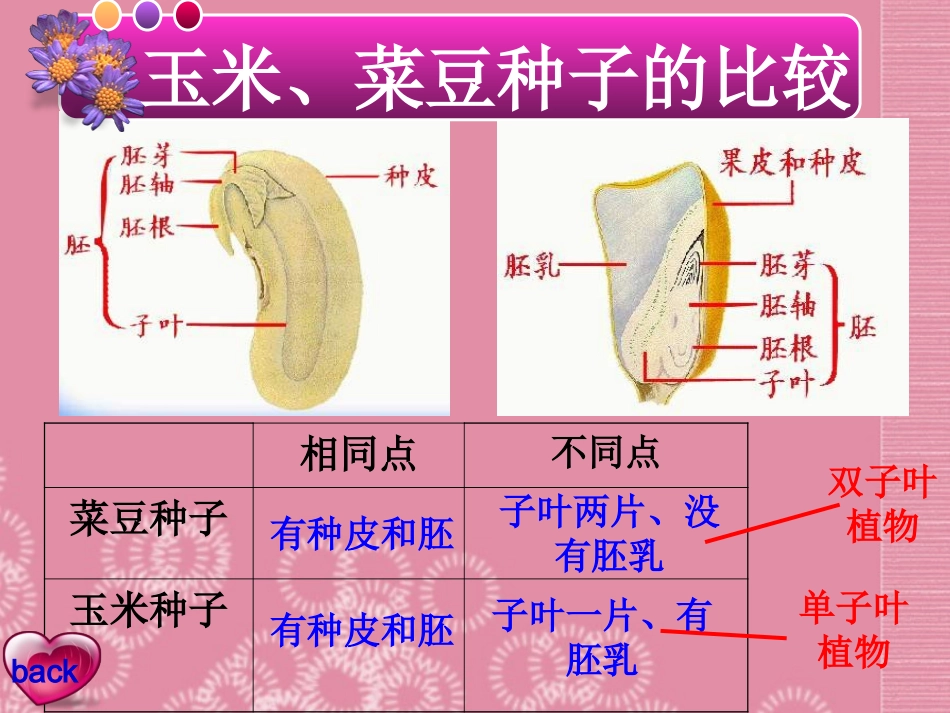 天津第二十中学七年级生物上册《种子植物去掉传播》课件-新人教版_第3页