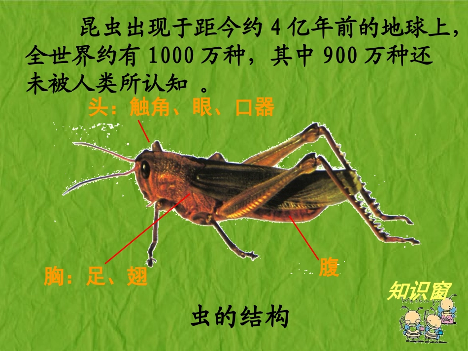 《虫虫虫二》课件_第2页