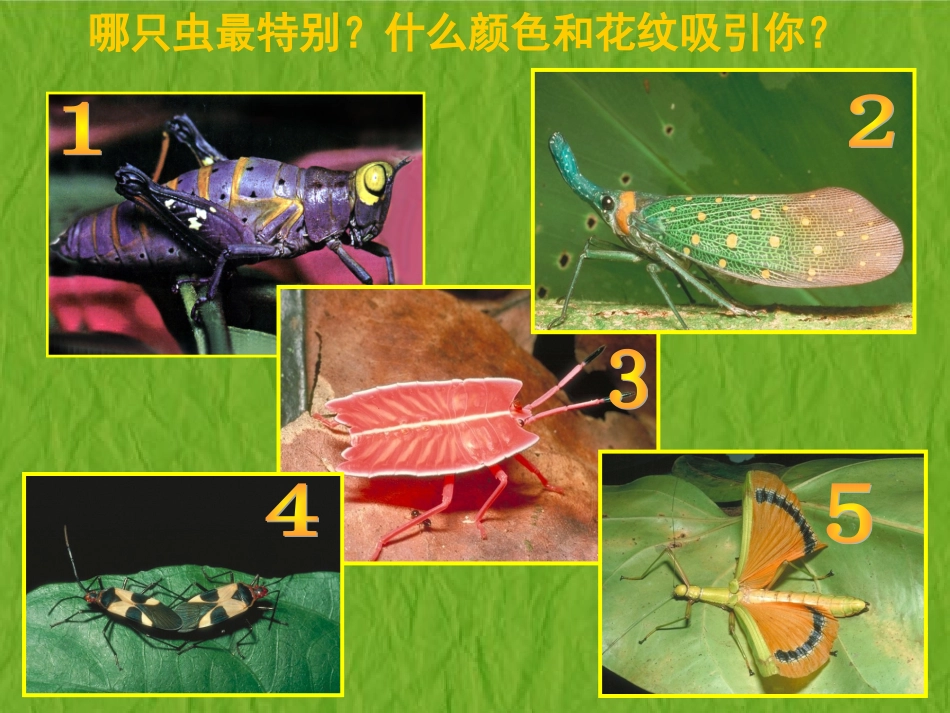 《虫虫虫二》课件_第3页