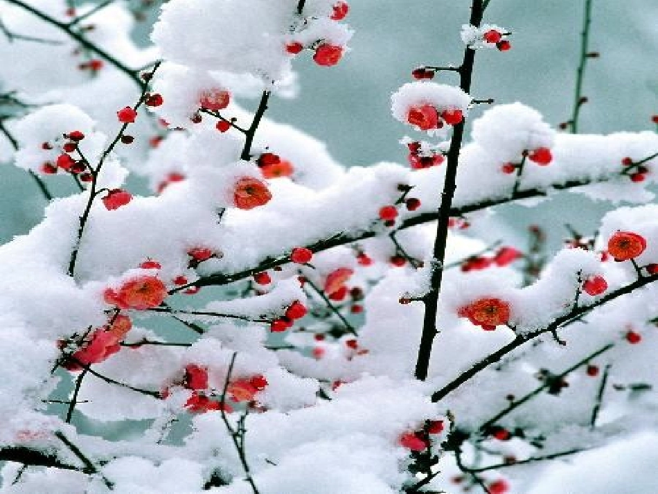 小学古诗《逢雪宿芙蓉山主人》课件_第3页