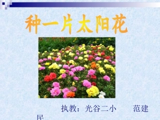 种一片太阳花-(2)