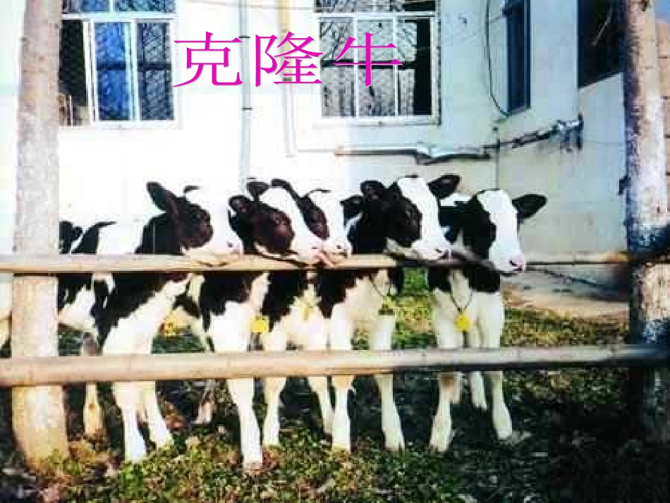 基因控制生物的性状_第2页
