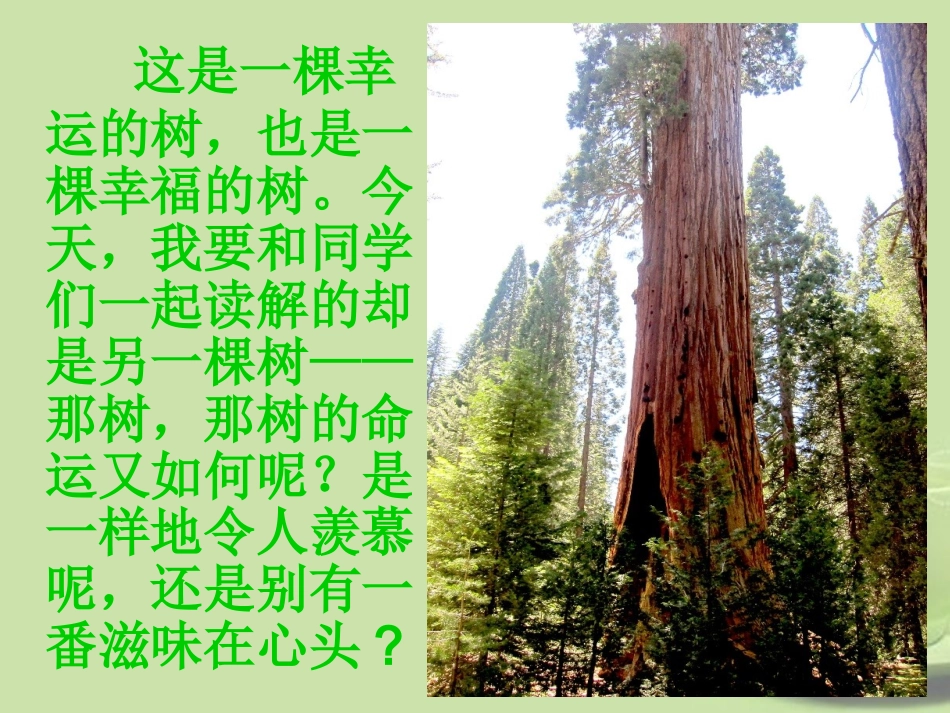 内蒙古鄂尔多斯康巴什新区第一中学九年级语文下册《那树》课件-新人教版_第3页