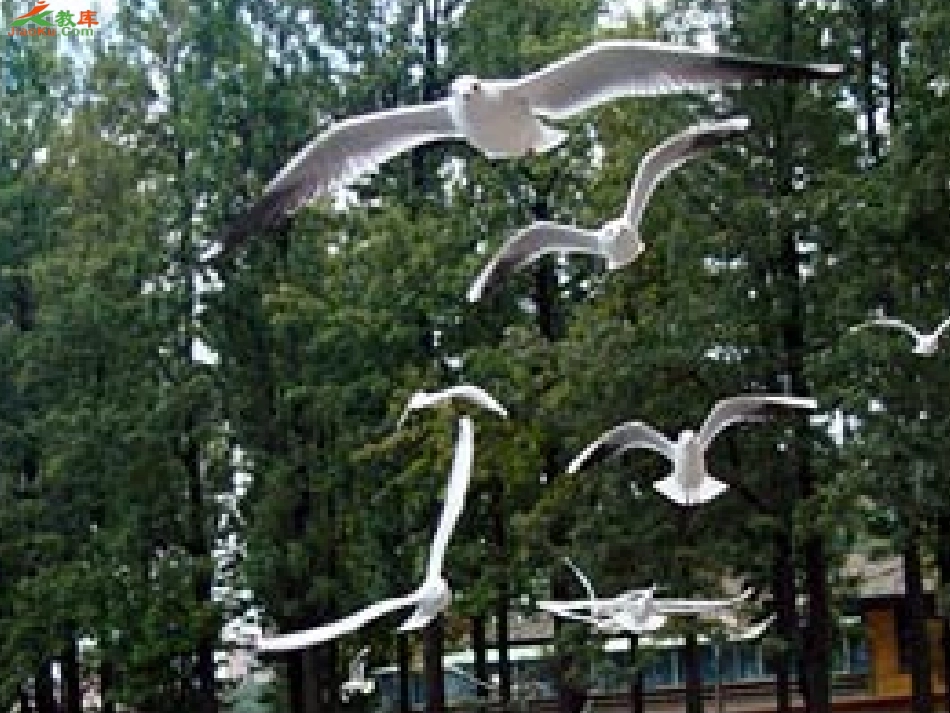 我真希望课件_第3页