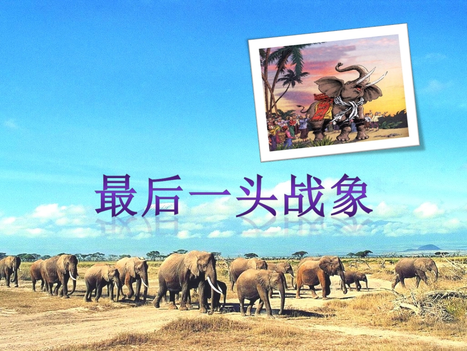 《最后一头战象》课件2_第1页