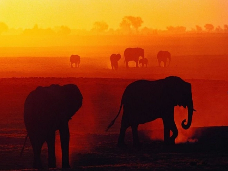 《最后一头战象》课件2_第3页