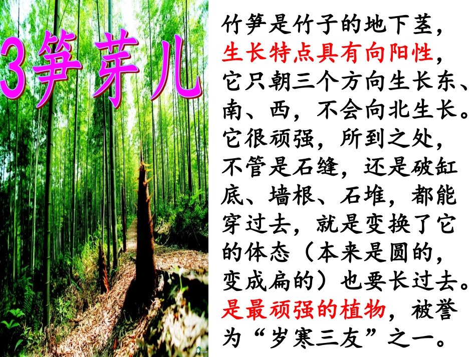 3《笋芽儿》课件_第2页