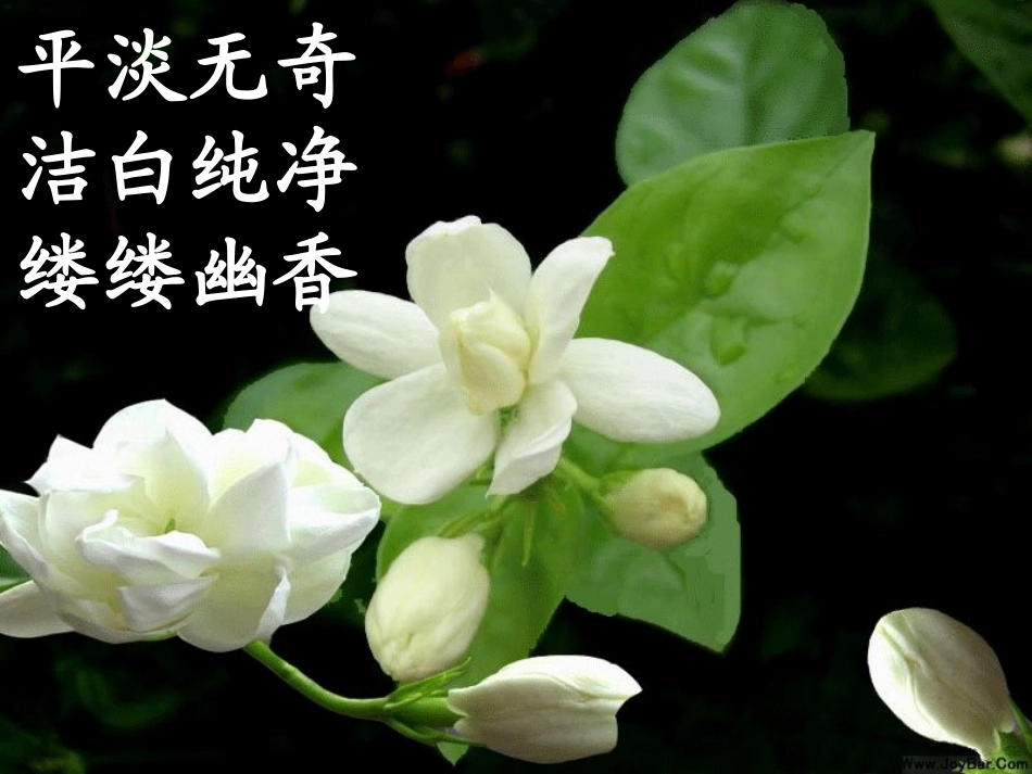 爱如茉莉课件_第3页