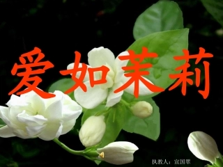 爱如茉莉课件