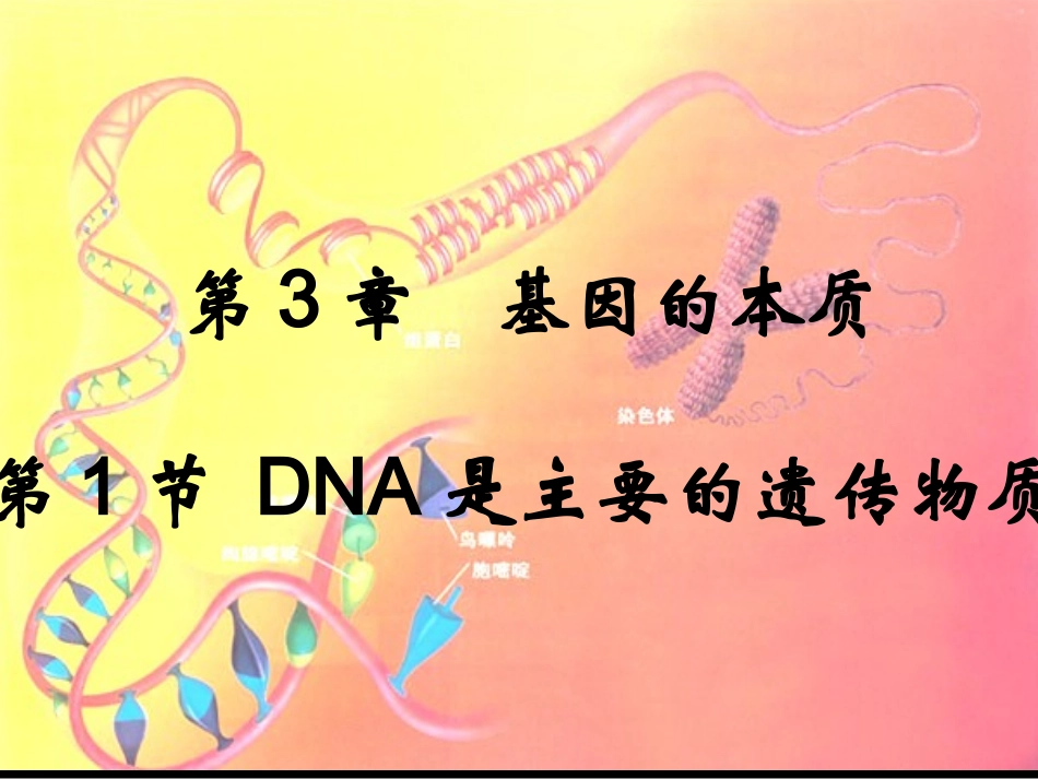 DNA是主要的遗传物质课件_第2页