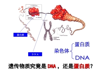DNA是主要的遗传物质课件