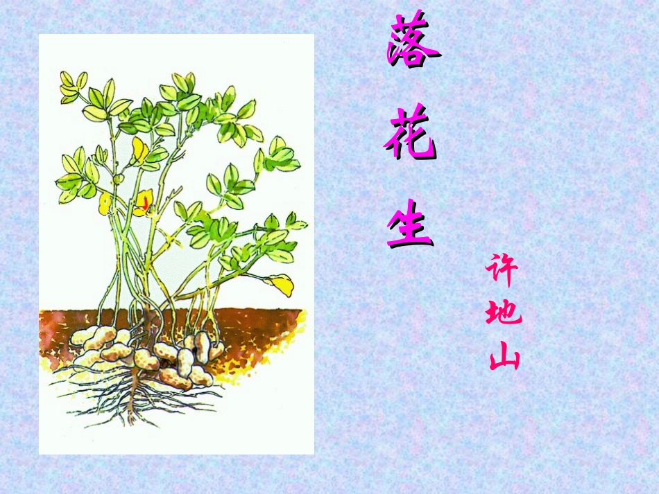落花生-教学课件-PPT_第1页
