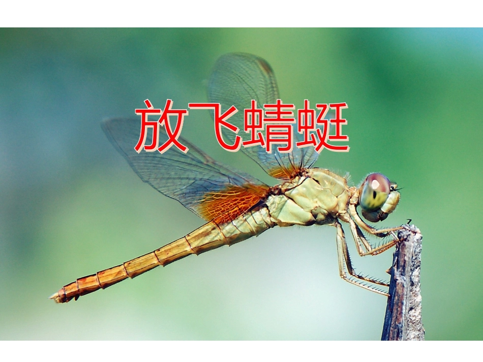 19放飞蜻蜓_第1页