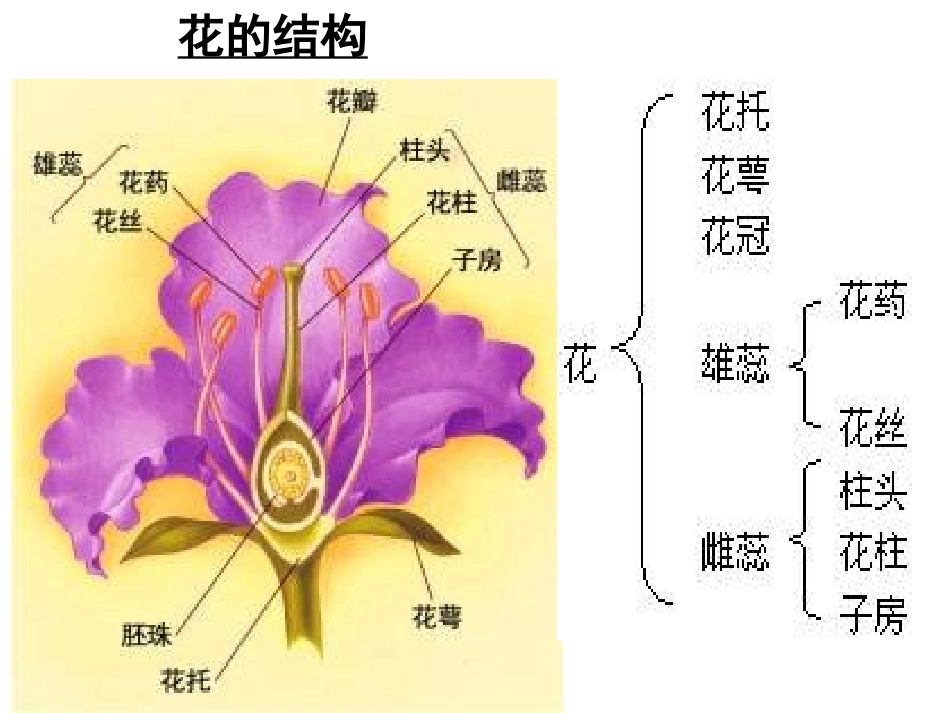 课题2-月季的花药培养-(2)_第3页