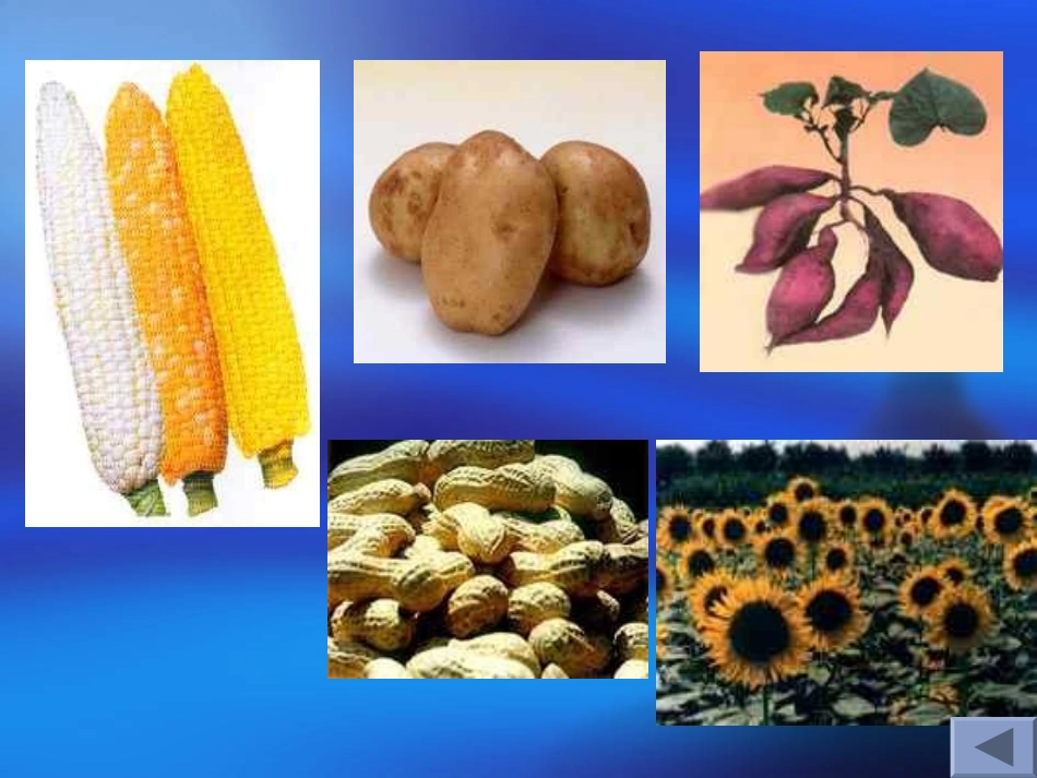 人教版初中历史课件《明清经济的发展与“闭关锁国”》_第3页