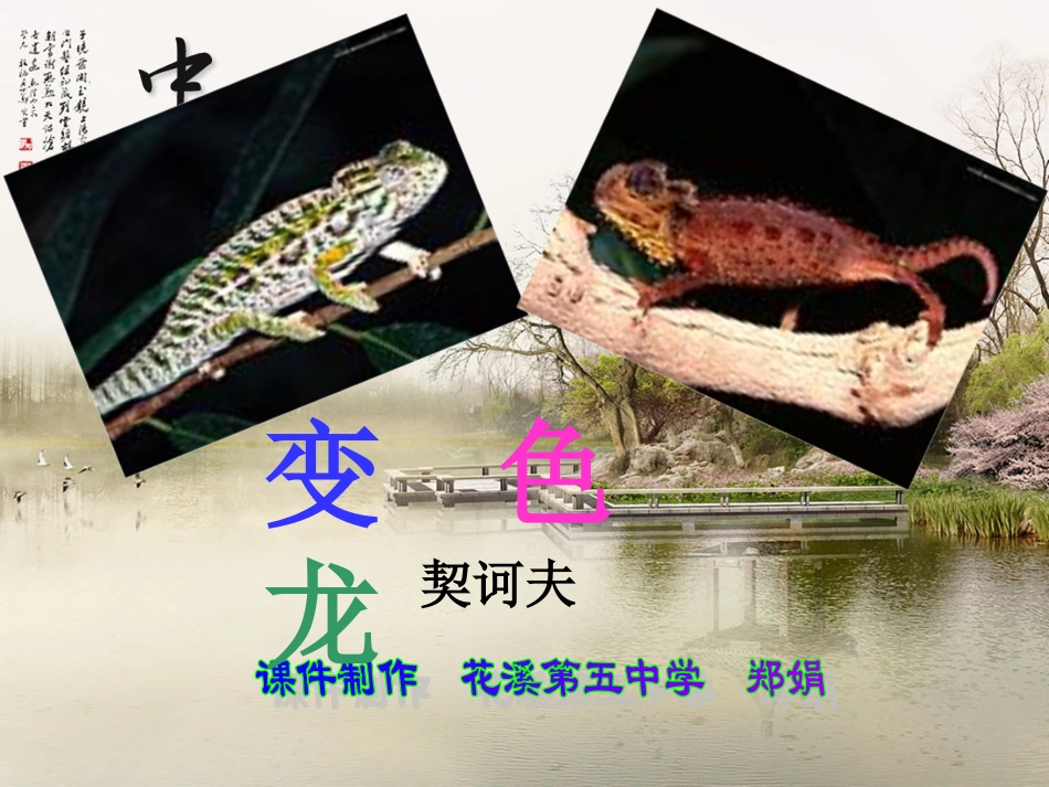 变色龙--郑娟_第1页