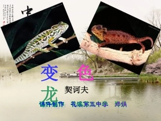 变色龙--郑娟