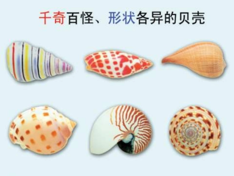 《拾贝壳》课件_第1页