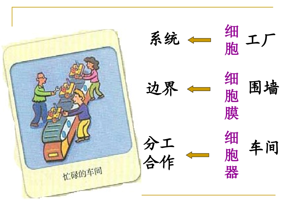 第三章-第二节-《细胞器──系统内的分工合作》_第2页