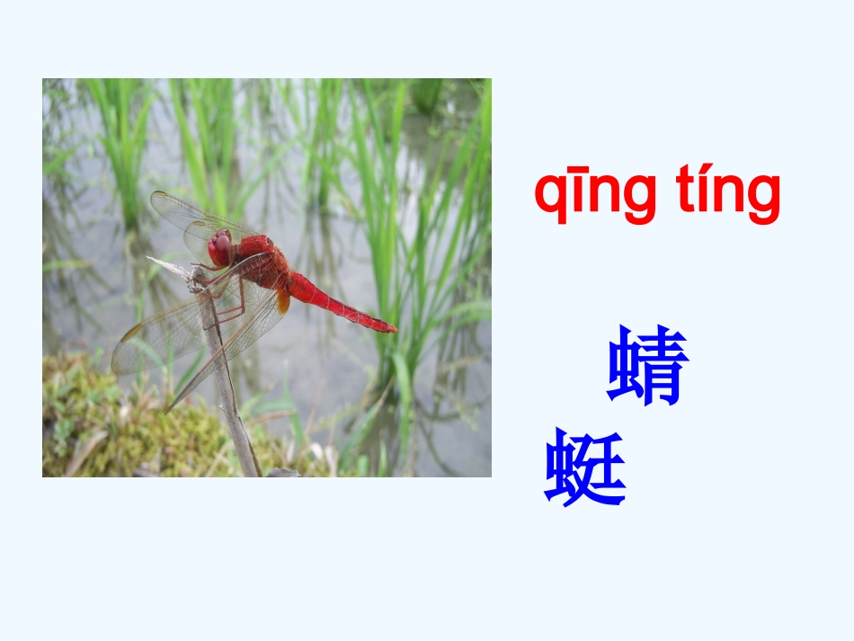 (部编)人教语文2011课标版一年级下册《动物儿歌》教学课件一课时_第2页