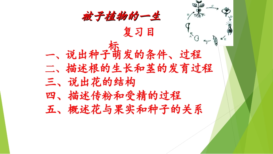 第六节被子植物_第1页