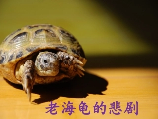 《老海龟的悲剧》课件