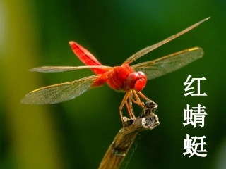 唱：田野在召唤红蜻蜓