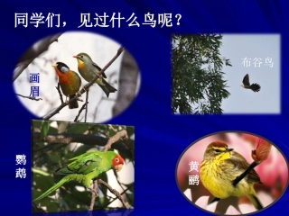 《大鸟笼》课件