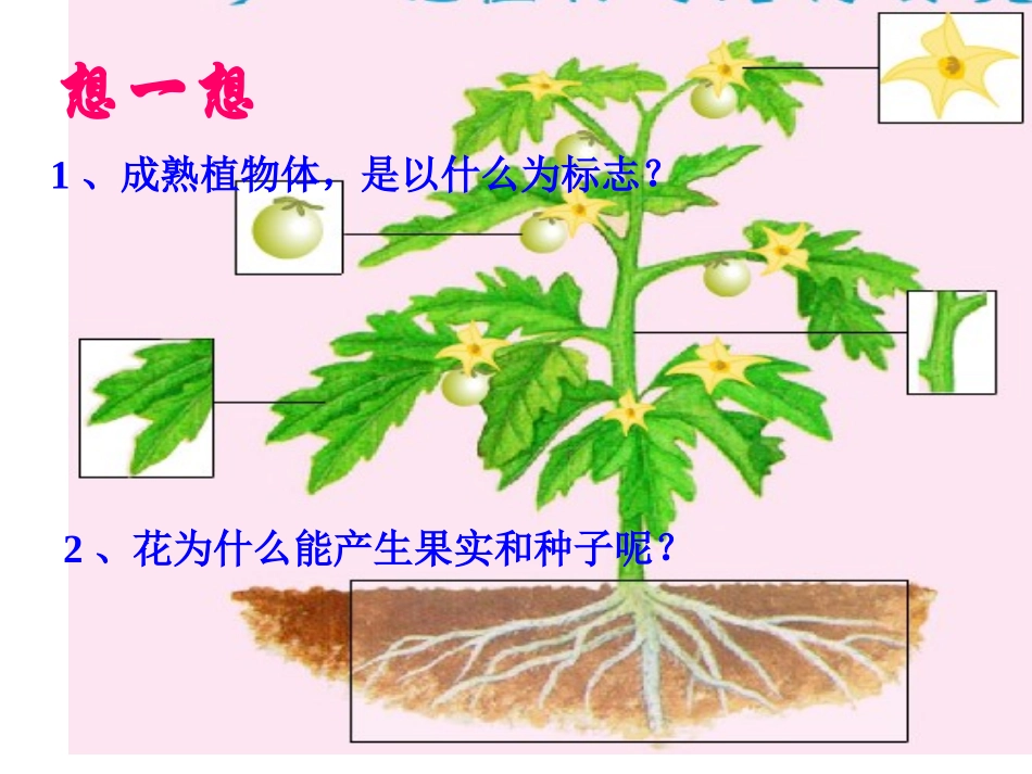 第三节：开花和结果_第2页