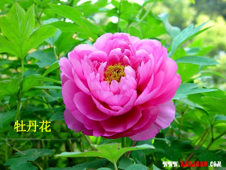 第三节：开花和结果_第3页