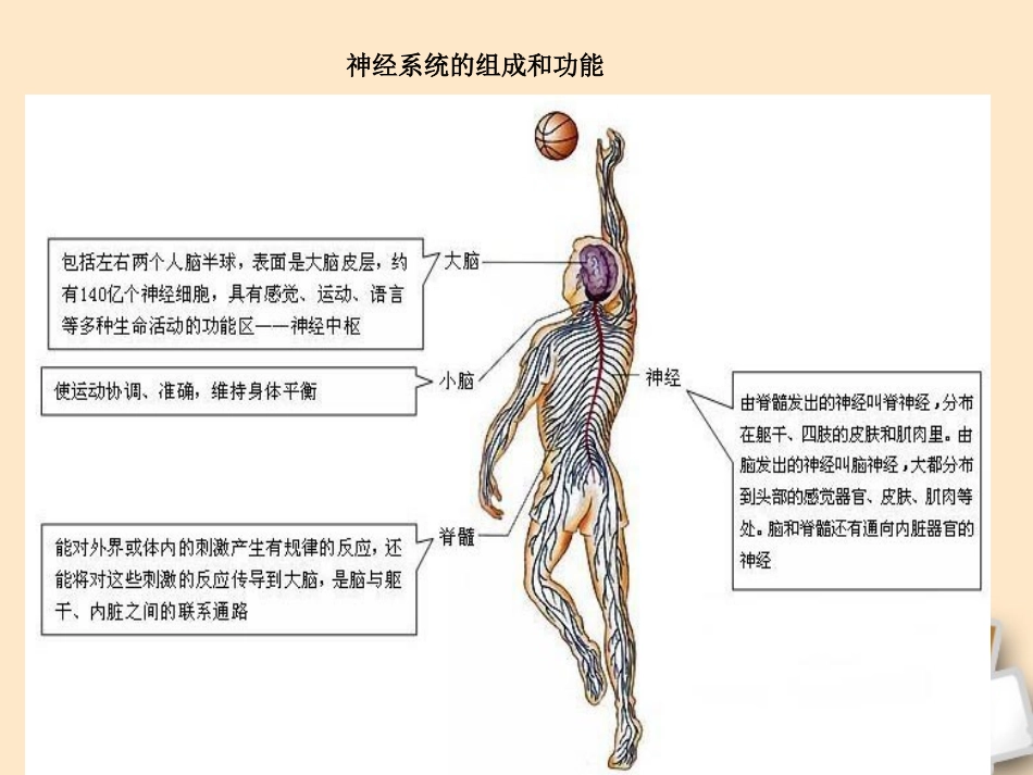 七年级生物下册-非条件反射与条件反射课件-冀教版_第3页