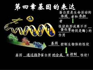 吉林省松原市扶余县第一中学高中生物-第4章《基因的表达》课件-新人教版必修2