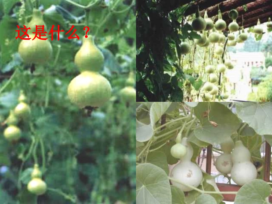 14我要的是葫芦_第2页