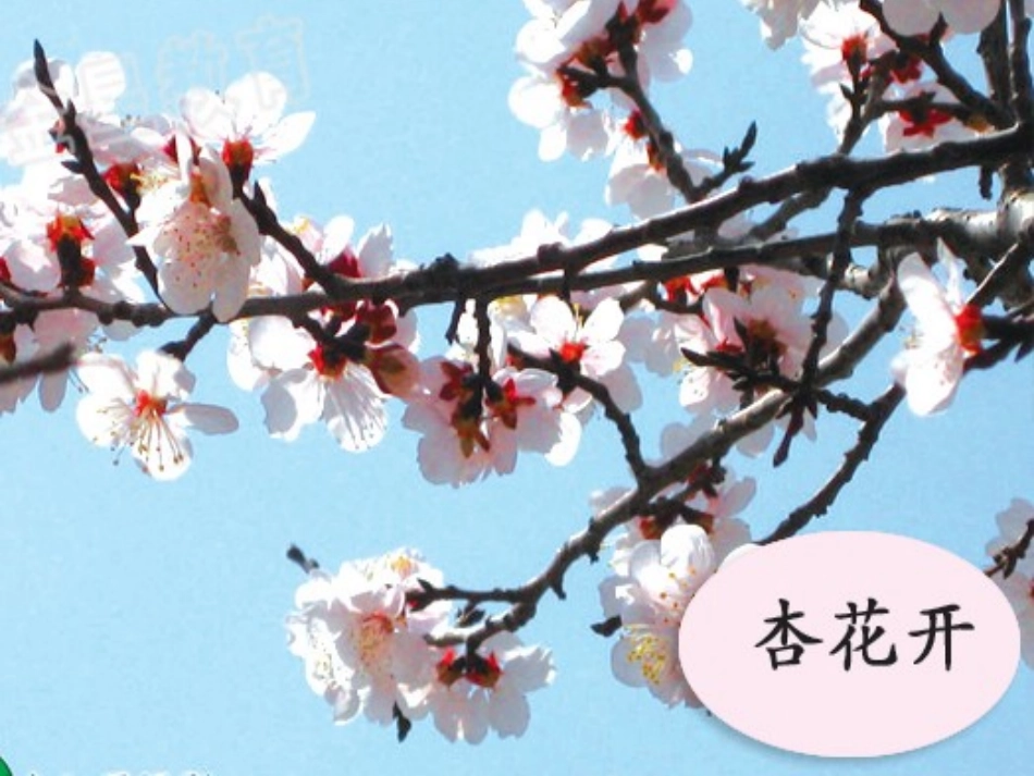 2第一朵杏花ppt_第3页