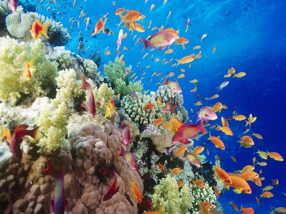 13海洋——21世纪的希望_第2页