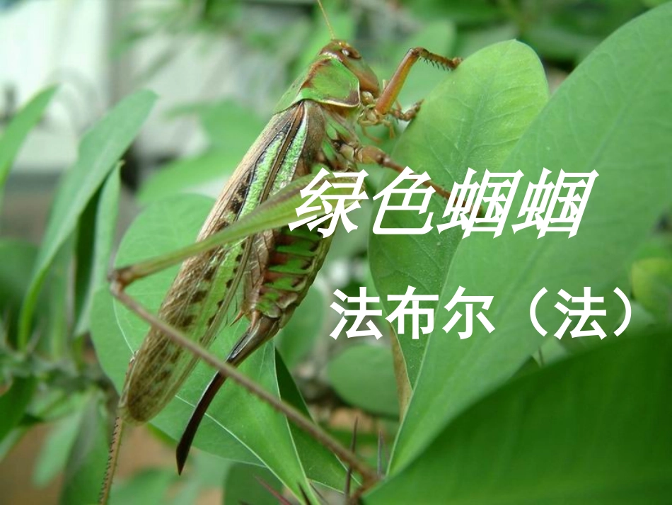 法布尔《绿色蝈蝈》_第1页