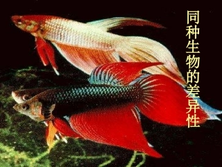七年级科学上册-7.2同种生物的差异性1-华东师大版