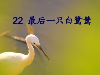 最后一只白鹭鸶