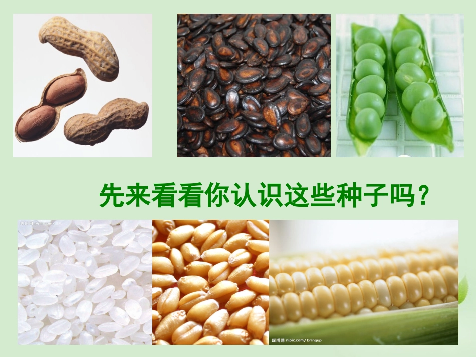 河北省石家庄市42中八年级生物上册《第一章第一节-种子萌发的过程》课件_第2页