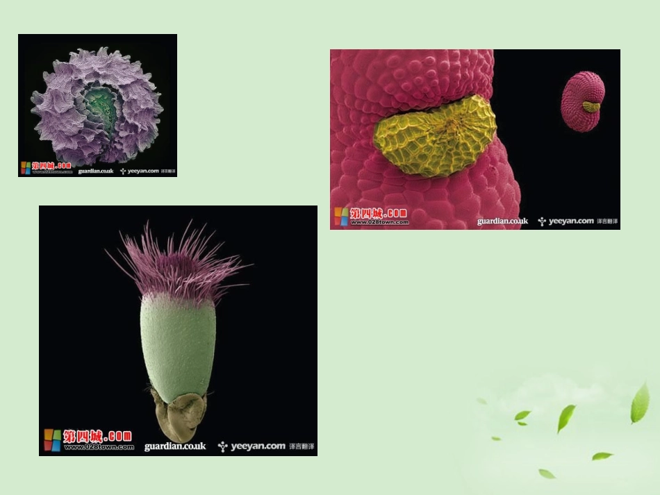 河北省石家庄市42中八年级生物上册《第一章第一节-种子萌发的过程》课件_第3页